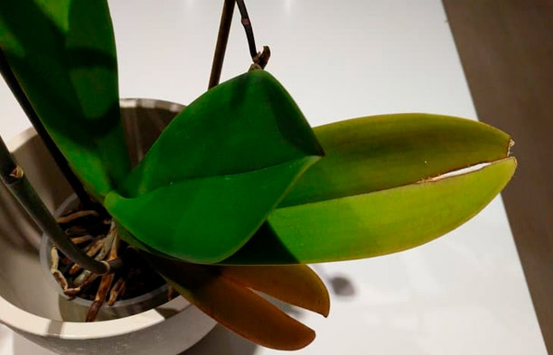Por que as folhas das orquídeas racham? Causas e Soluções